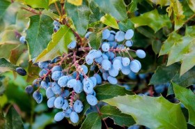 Oregoni szőlő - Mahonia aquifolium